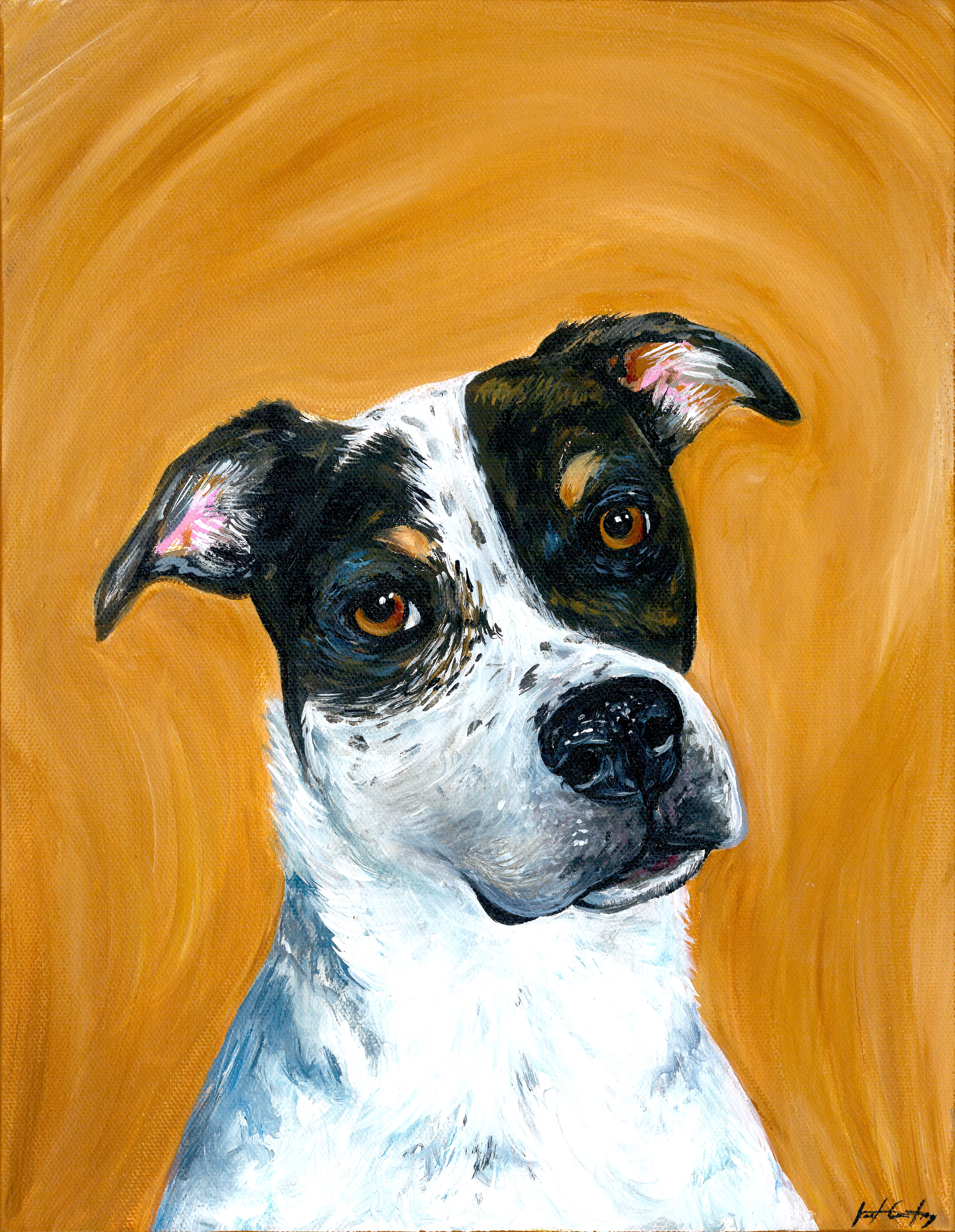 Portrait of a dog with black and white fur against an orange background.