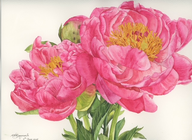 Two large pink peony flowers with yellow centers and green buds and leaves.