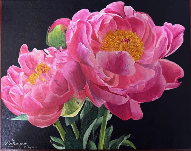Three pink peony flowers with yellow centers against a dark background.