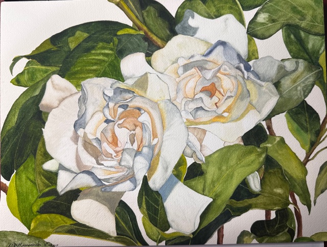 Two white roses with green leaves in a painting style.