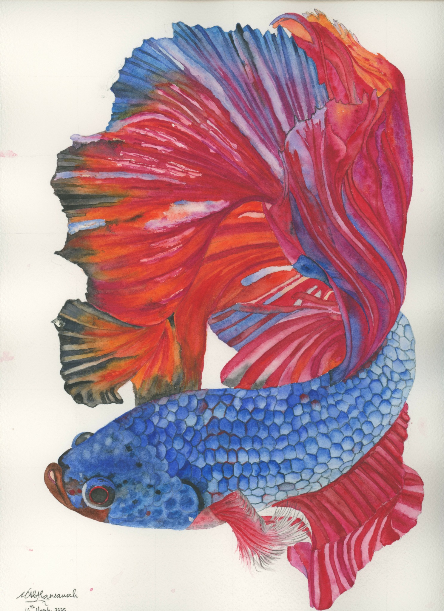 Colorful fish with large, flowing fins in red, blue, and purple, swimming against a white background.
