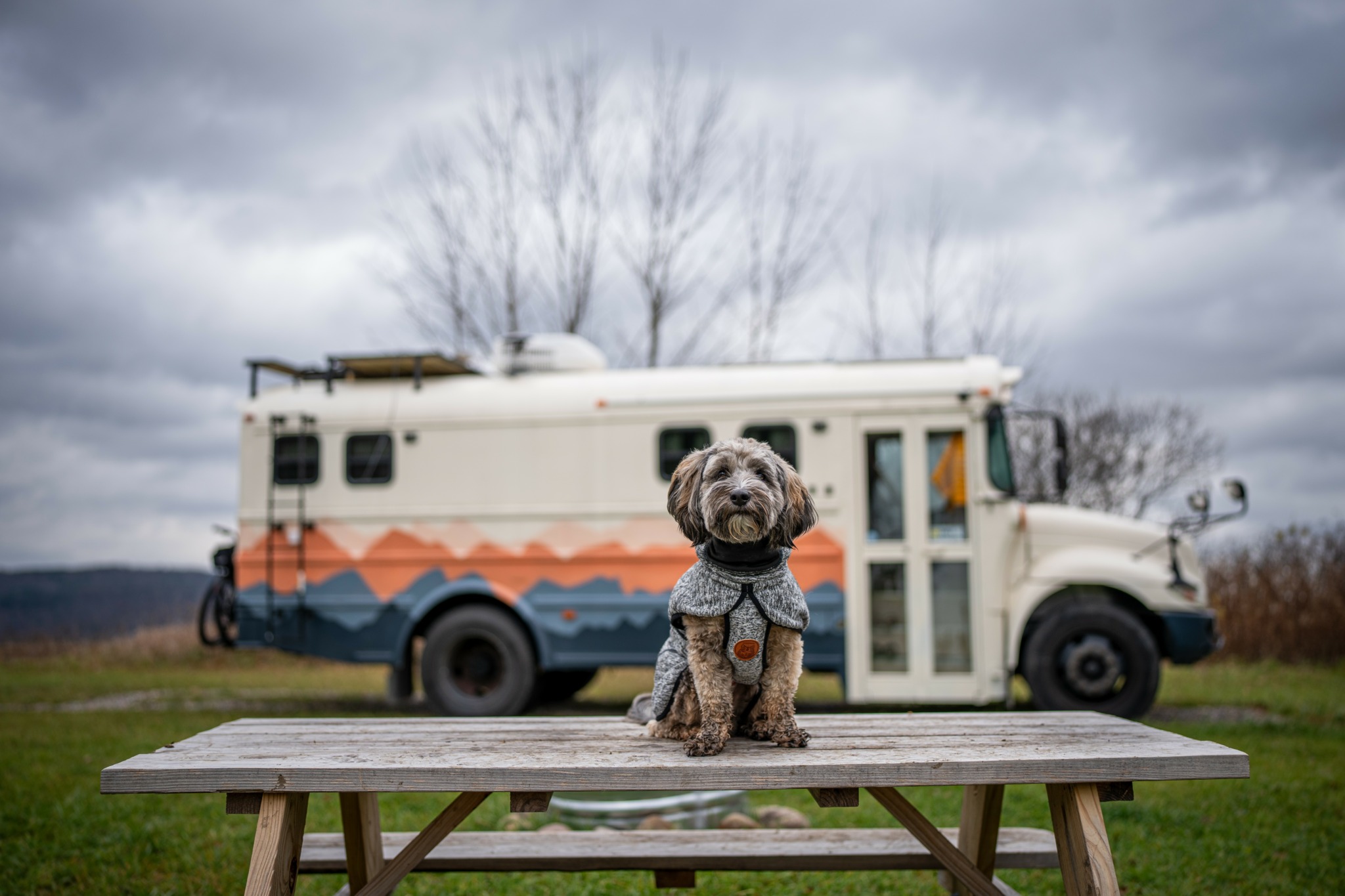Small dog sitting on a wooden table outdoors with a large vehicle and cloudy sky in background.