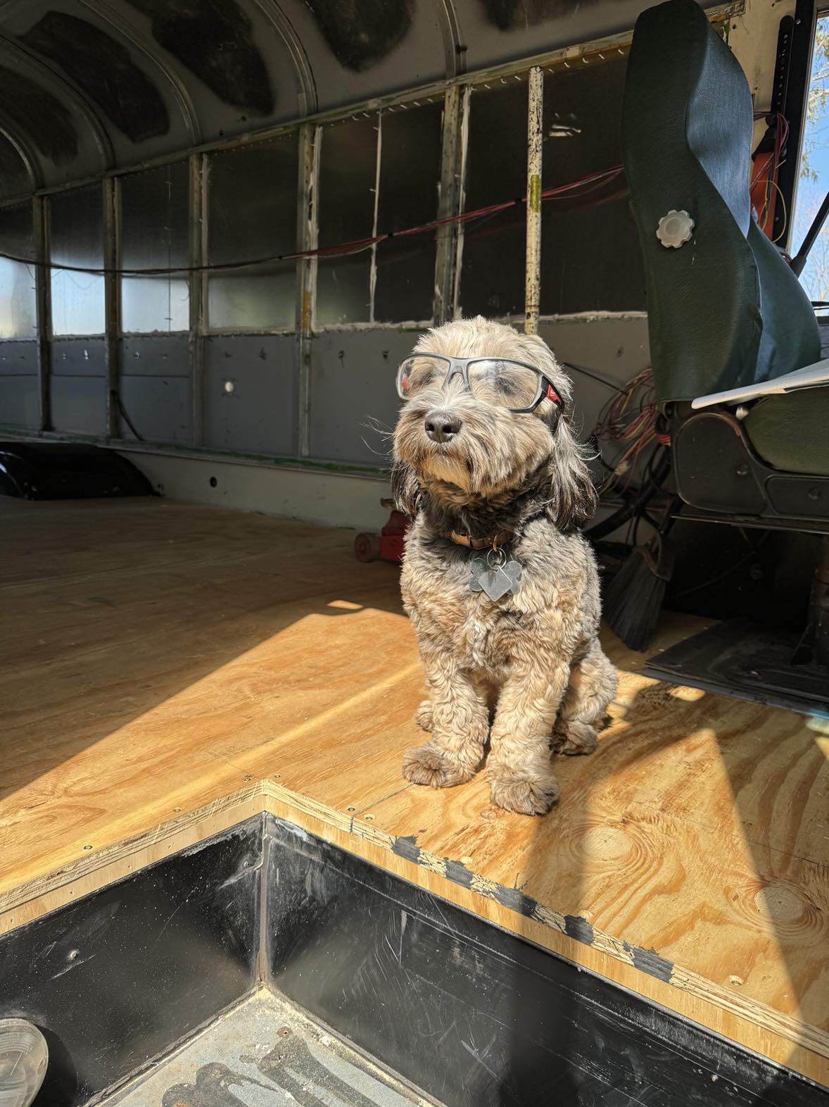 Small dog wearing glasses sits on wooden floor inside aircraft with metal railing and seat behind.