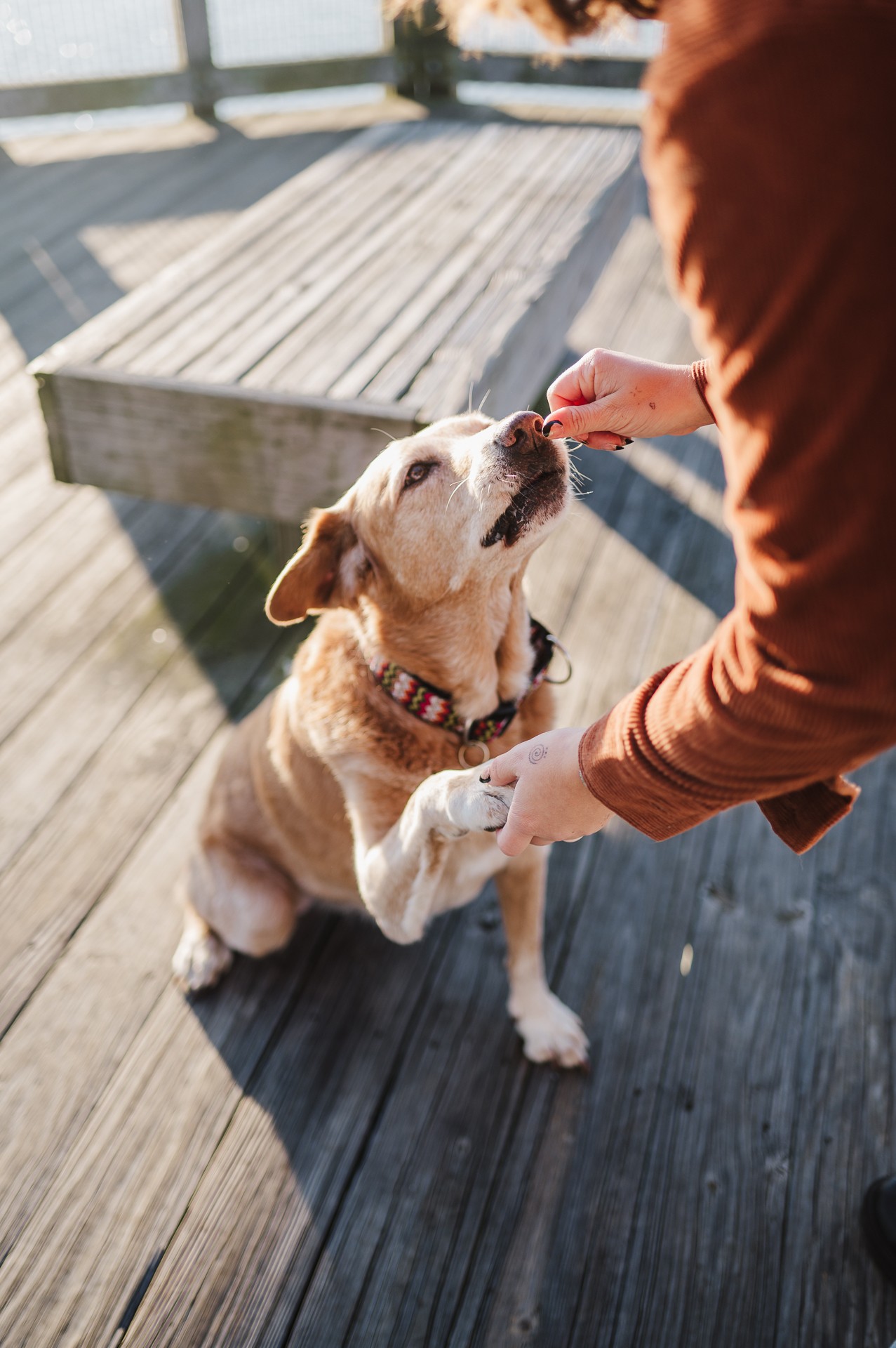 Person feeding a dog on a wooden deck, dog standing on hind legs with front paws on person's arm.