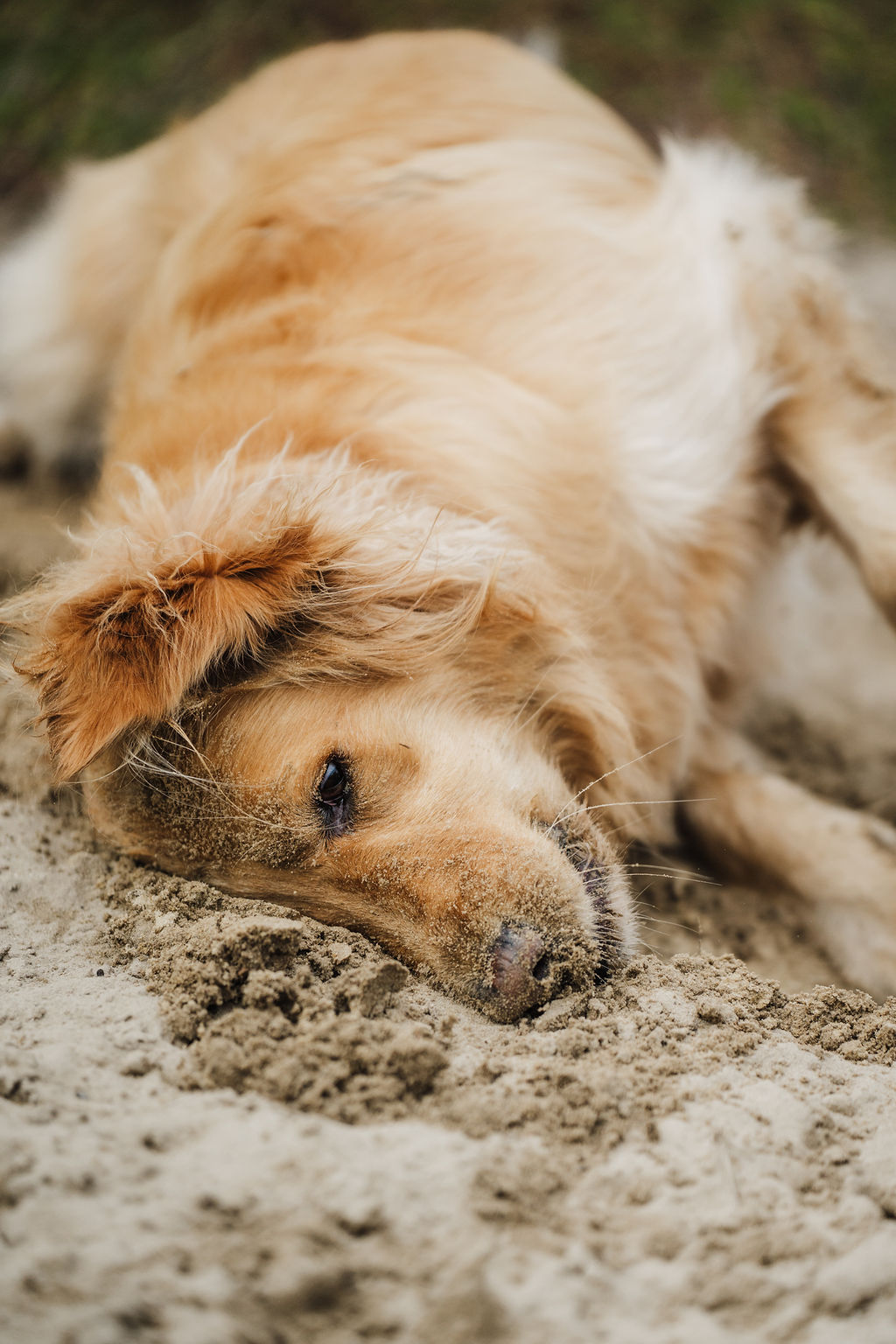 Golden retriever puppy lying on sandy ground with eyes closed, resting its head on the sand.