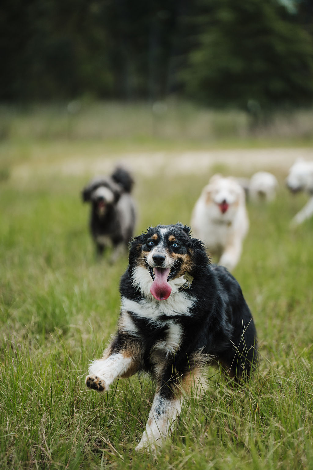 A group of dogs running in a grassy field with trees in the background.