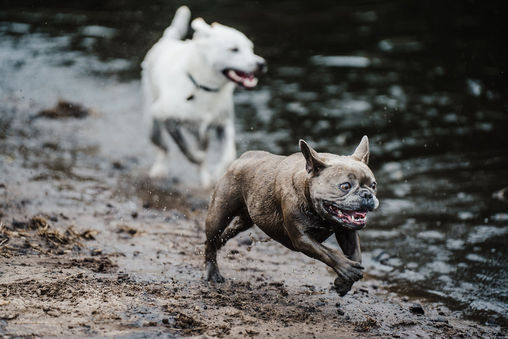 Two dogs running along the water's edge on a muddy shoreline, one white and one brindle-colored, with water in the background.