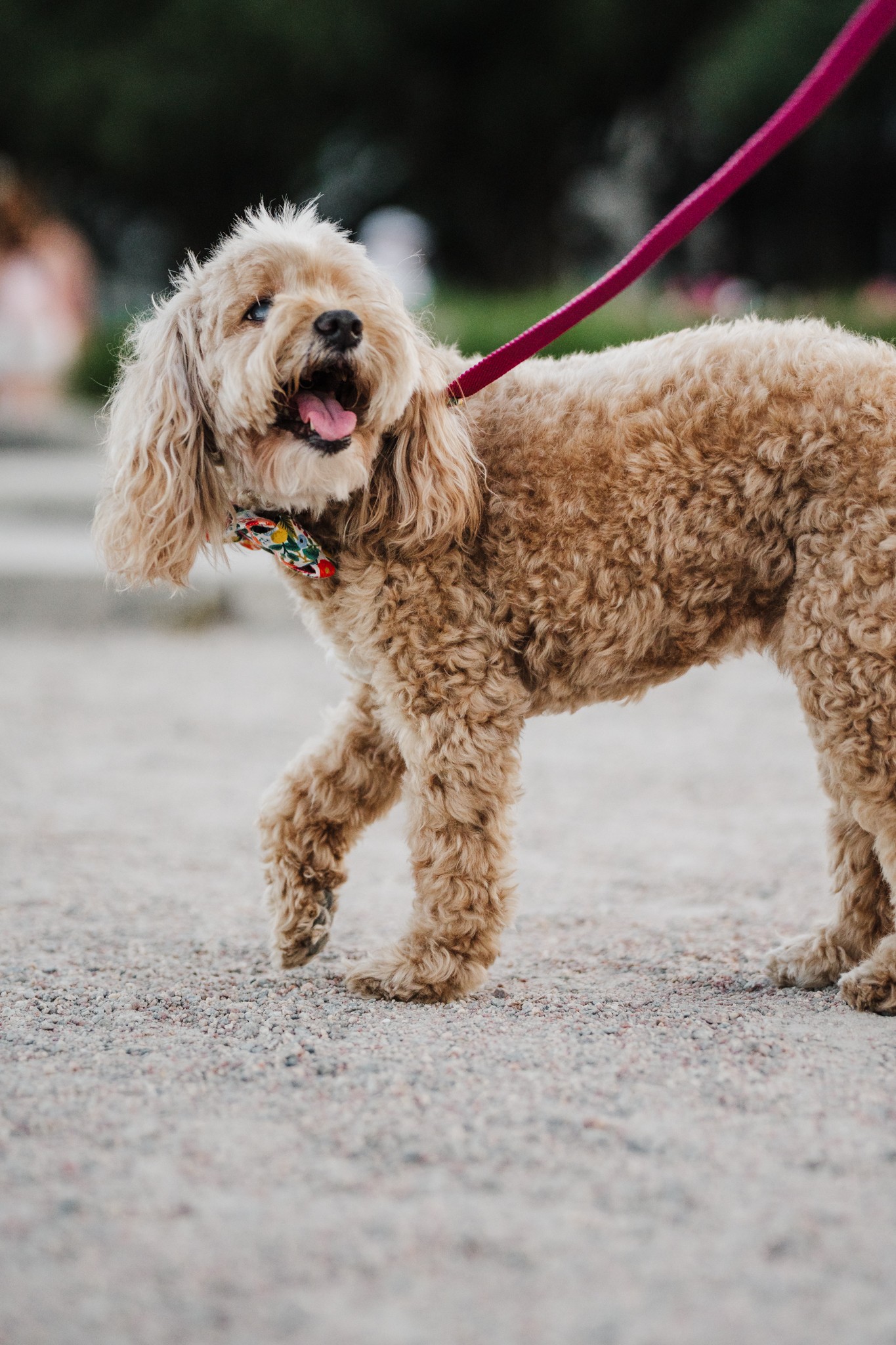 Dog with curly fur on a leash outdoors, looking to the side with mouth open.