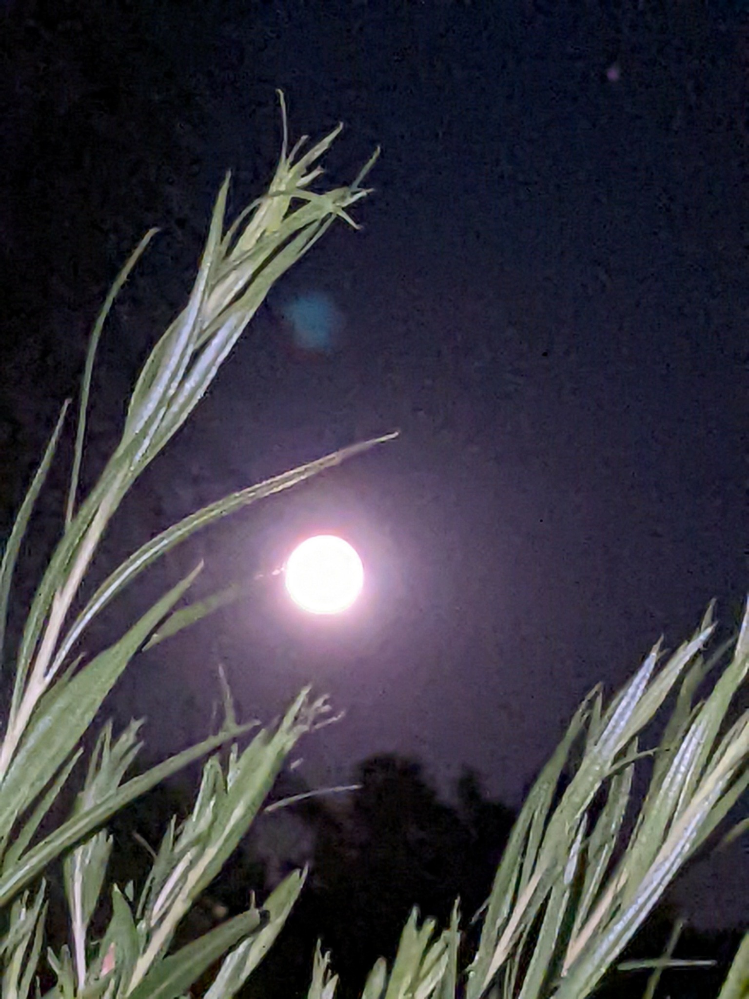 Night sky with bright full moon and tall grass in foreground.