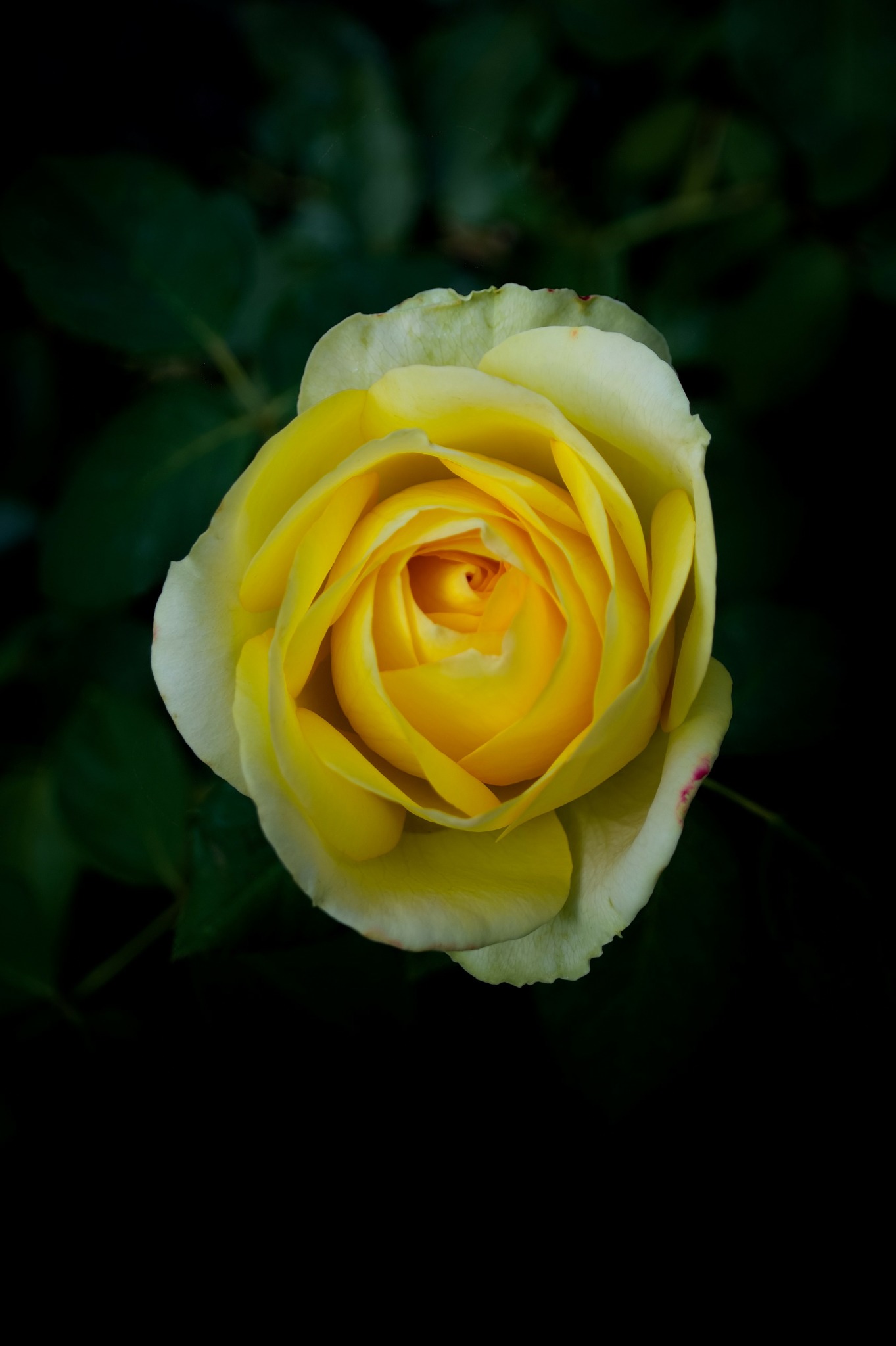 Close-up of a yellow rose with green leaves in background.