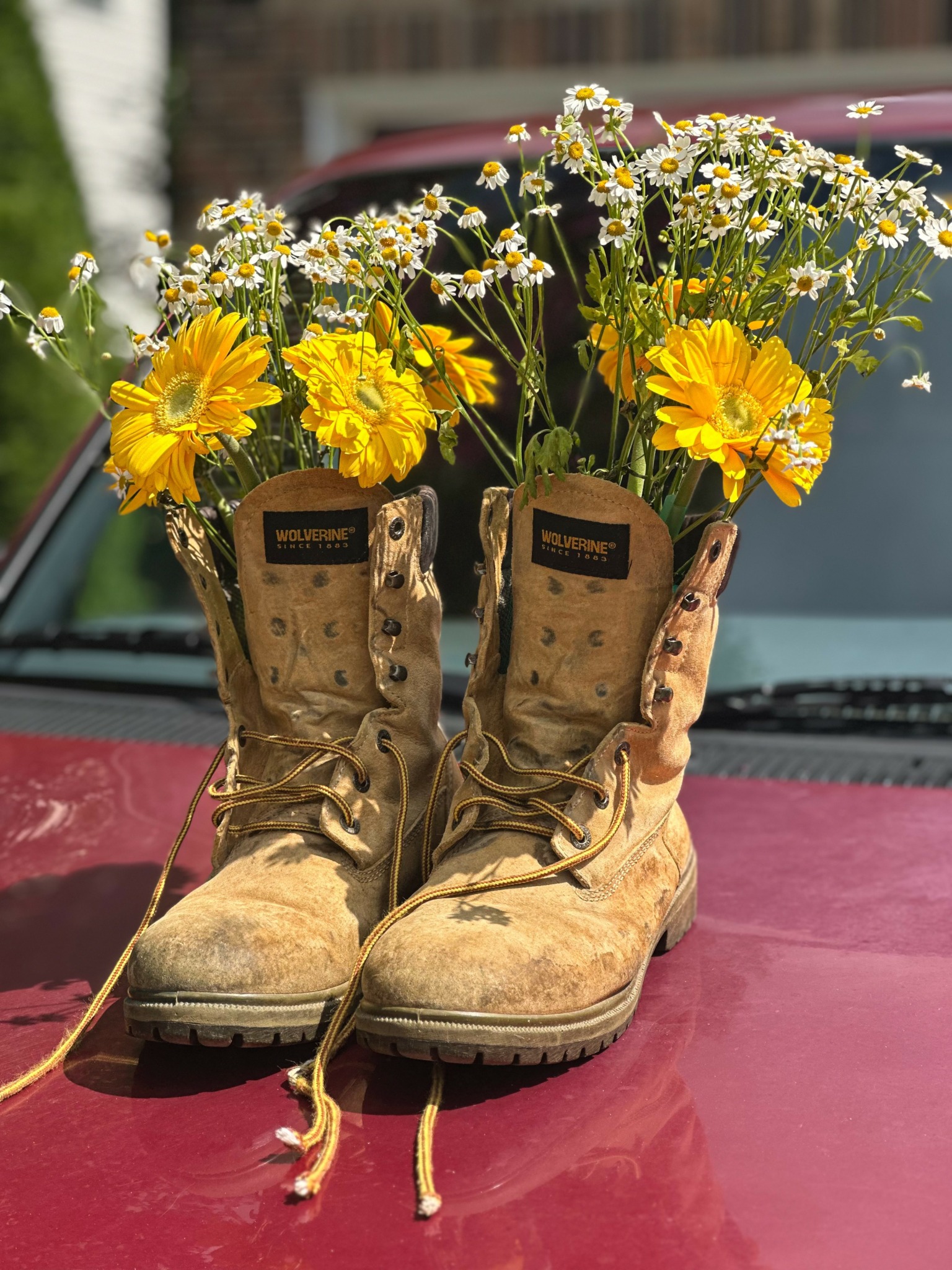 Pair of worn beige boots filled with yellow and white flowers on a red surface.