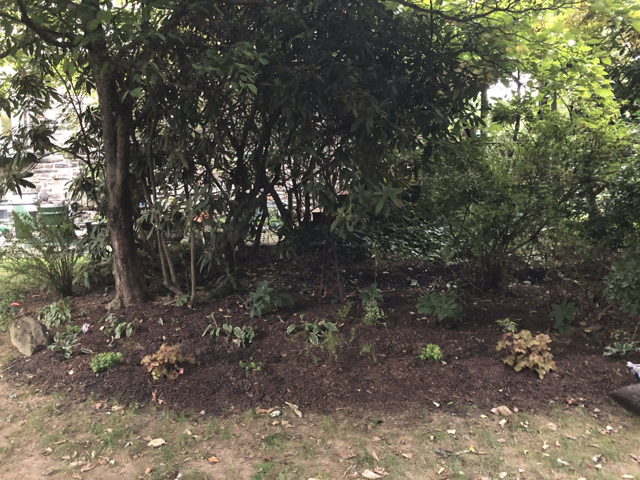 Garden bed with small plants and bushes, surrounded by trees and greenery.