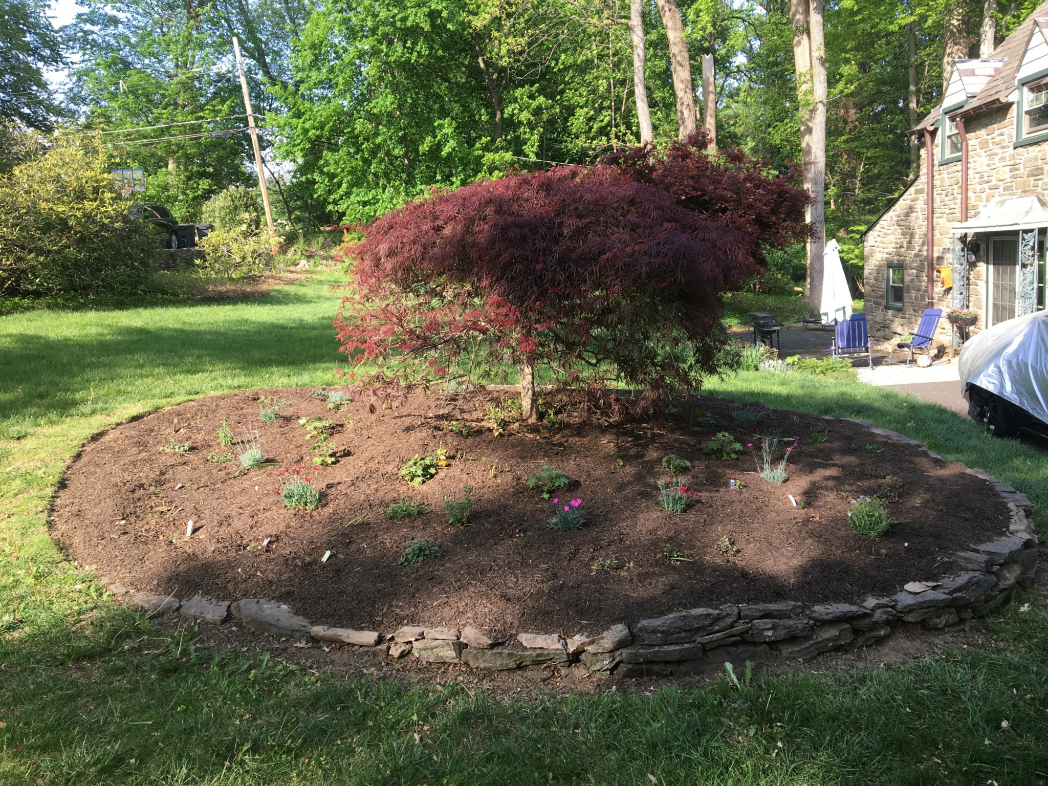 A landscaped garden bed with a small tree and young plants, bordered by stones, in a yard with grass and trees.