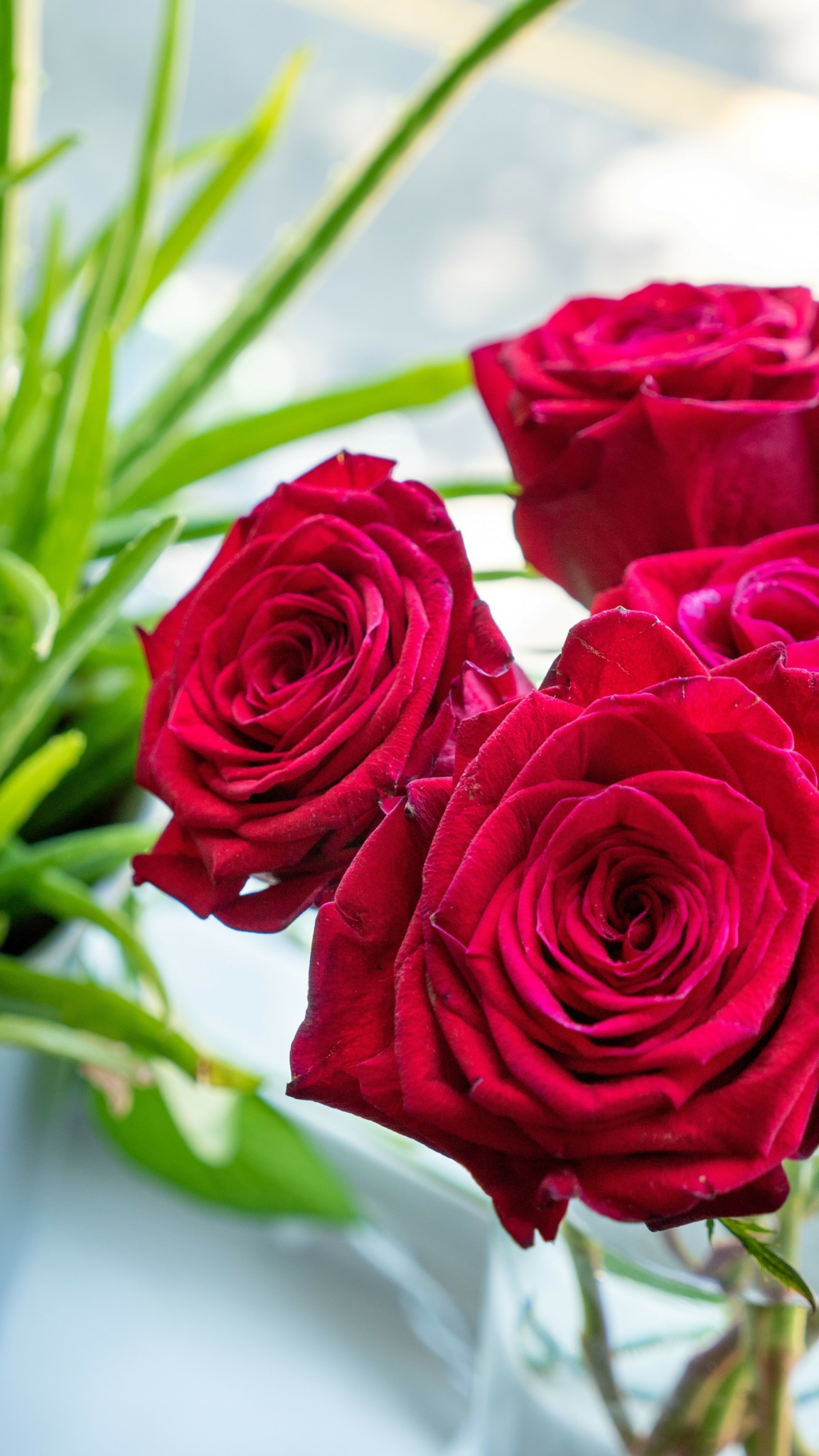 Close-up of three red roses with green leaves against a light background.