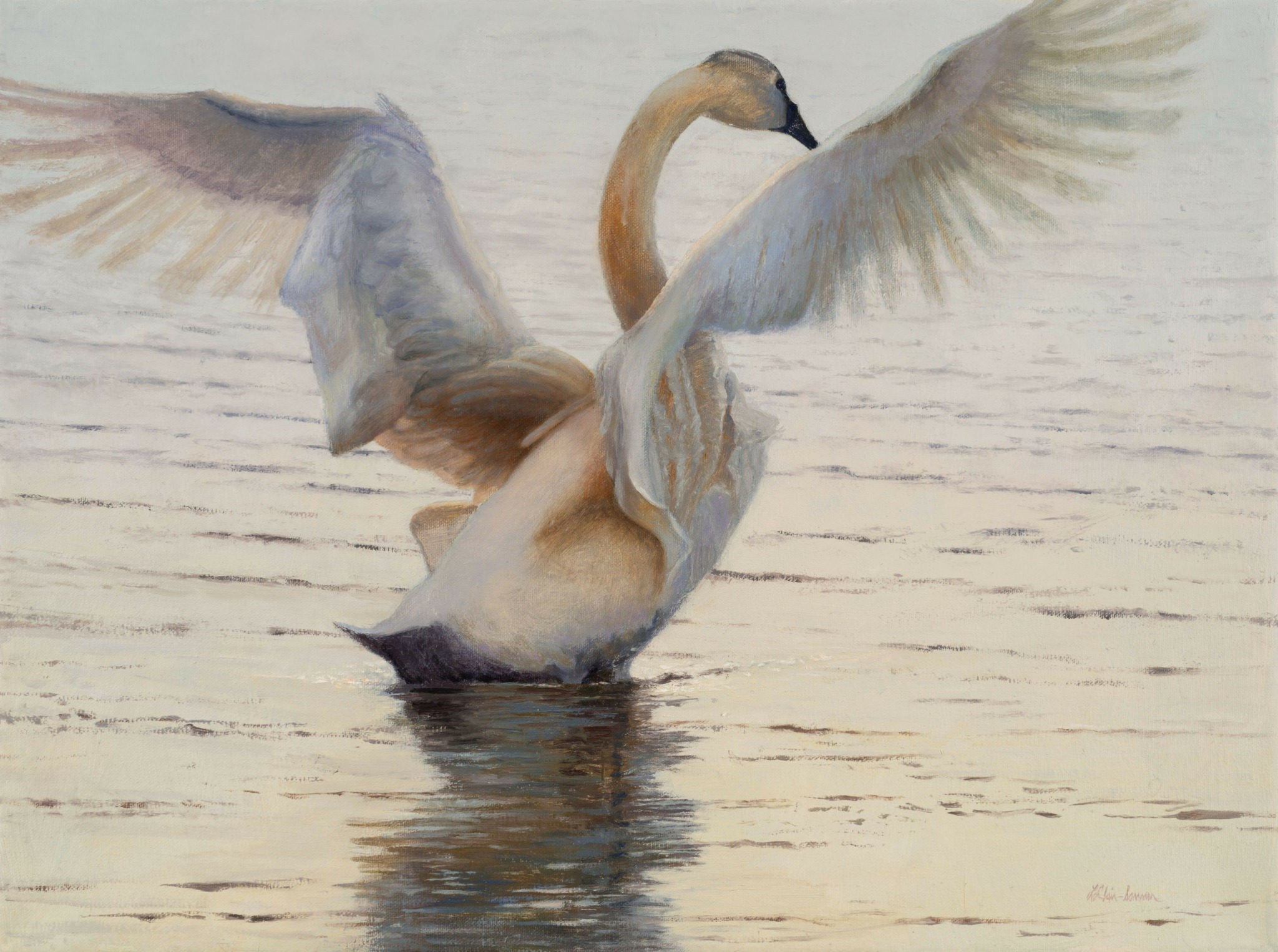Swan with wings spread, head submerged in water, on a calm lake surface.
