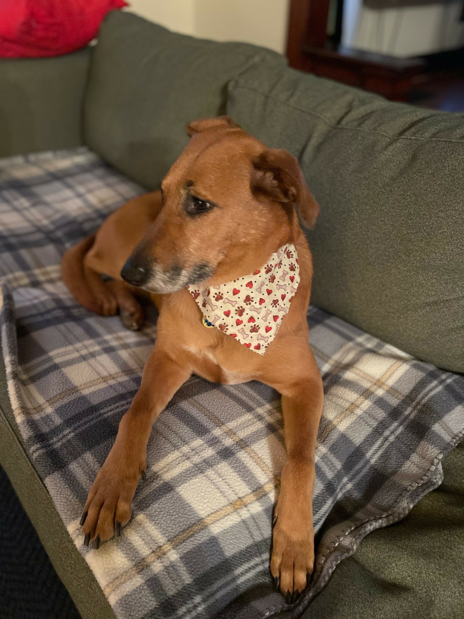Brown dog with a floral bandana lying on a plaid blanket on a green couch.