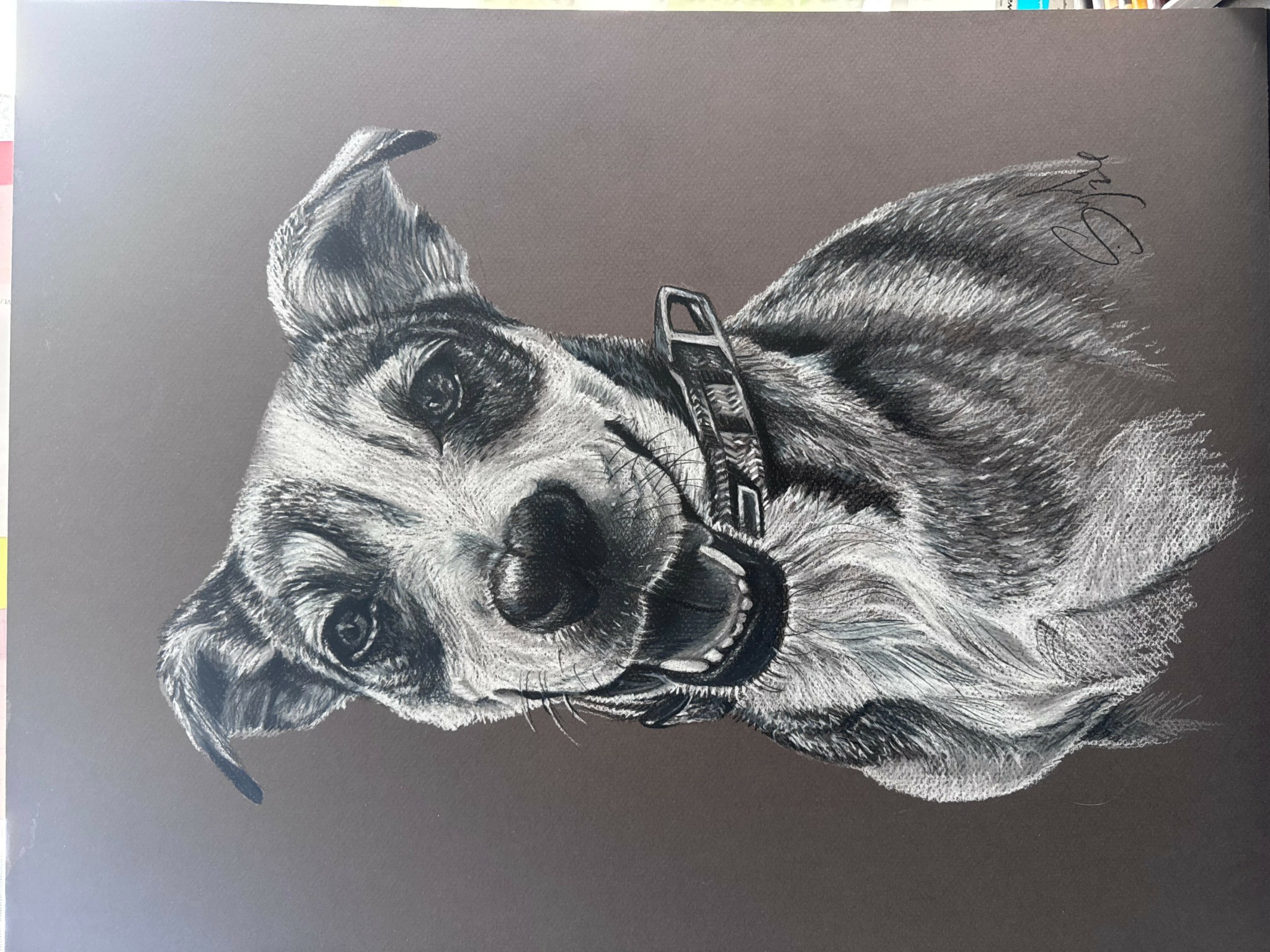 Dog with a collar, looking at the camera, on a dark background.