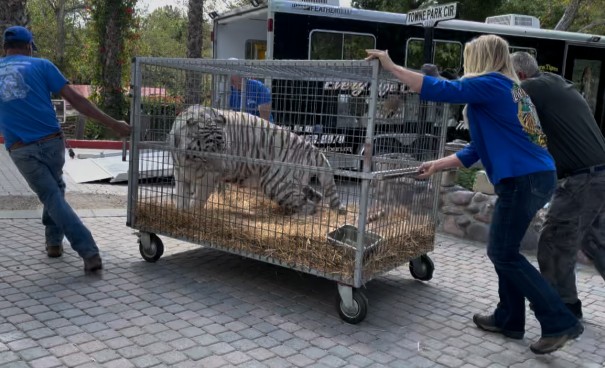 People push a cage with a tiger inside on a paved surface outdoors.