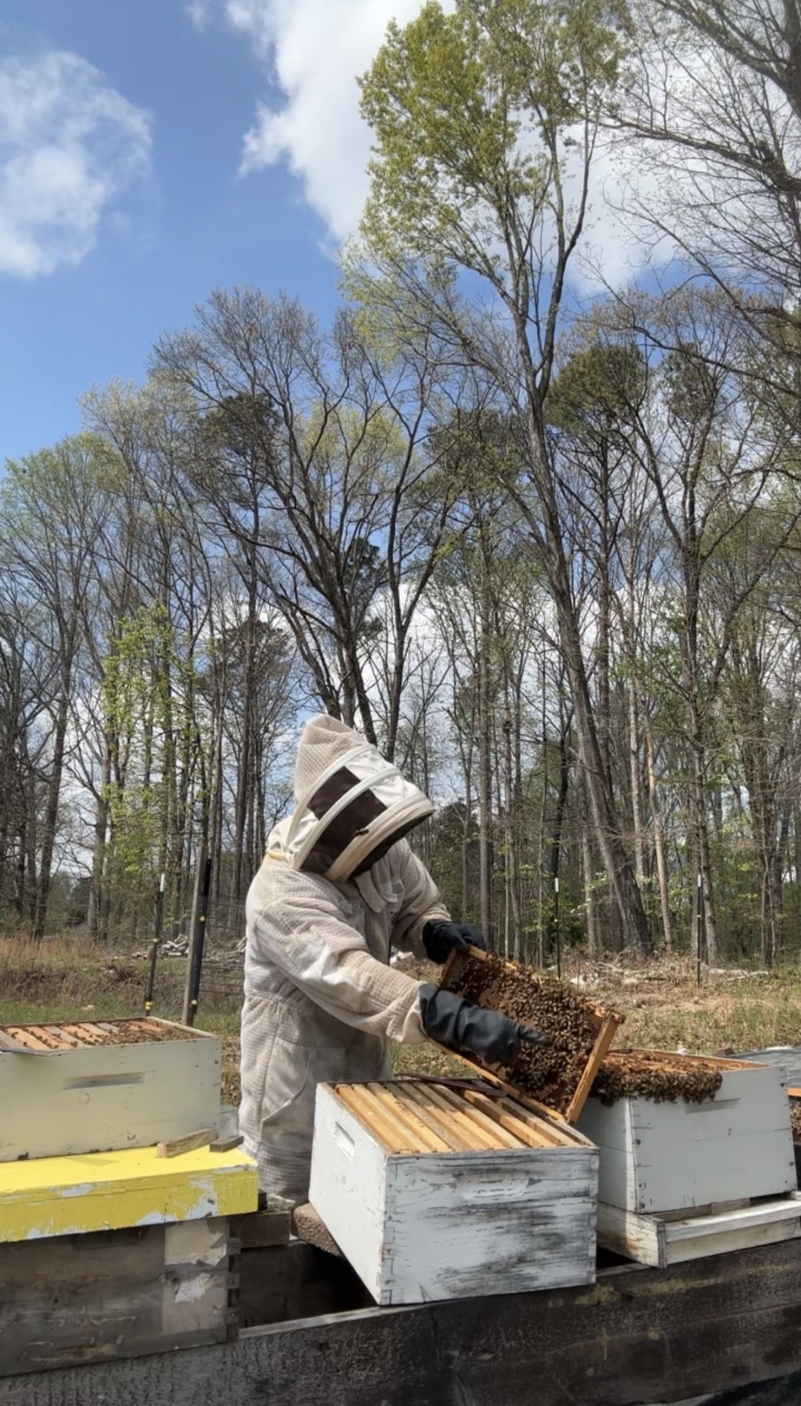 Person wearing protective suit and gloves inspecting beehives outdoors with trees and sky in background.