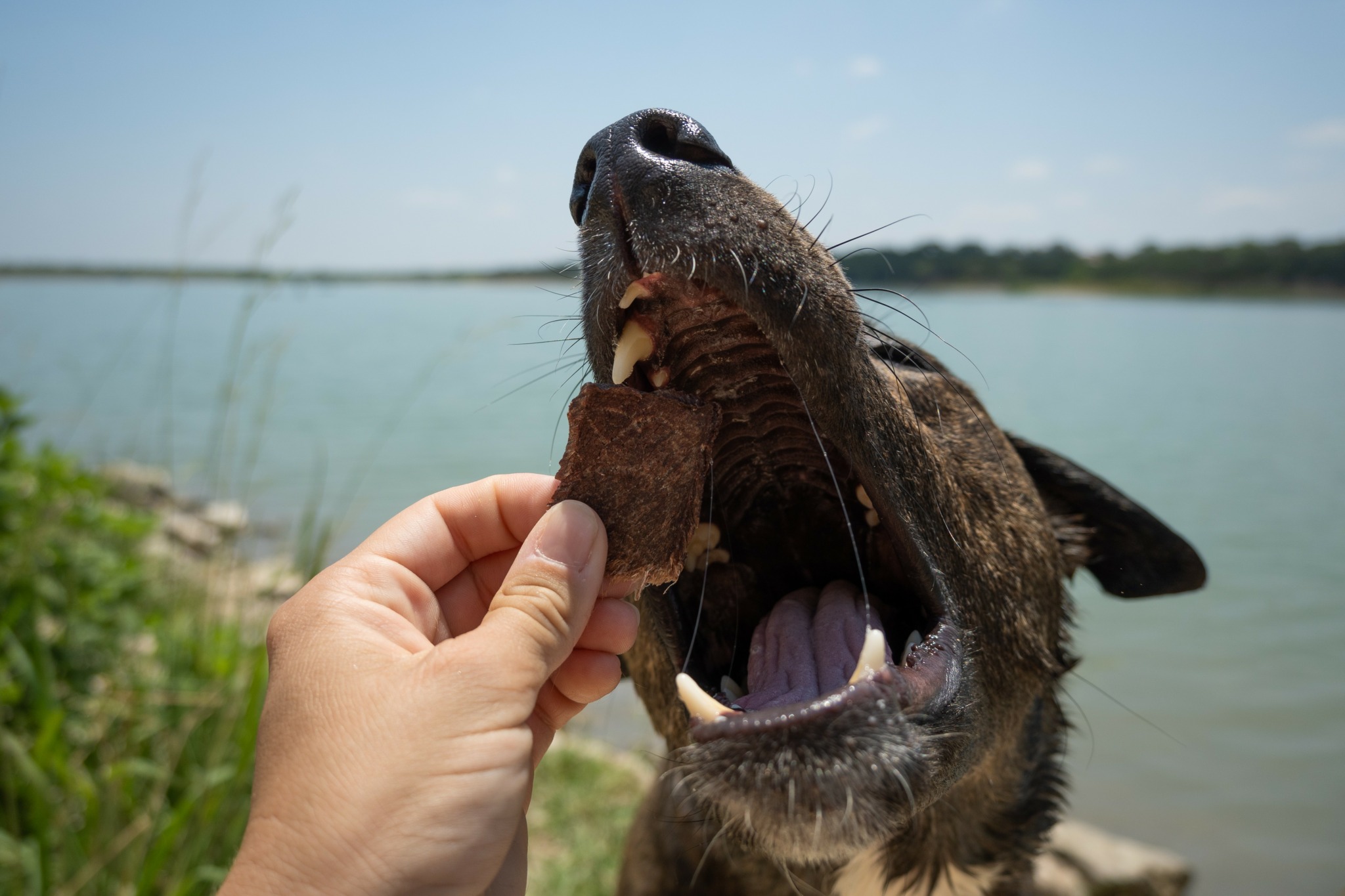 Person feeding a dog a treat outdoors near water, with the dog opening its mouth wide.