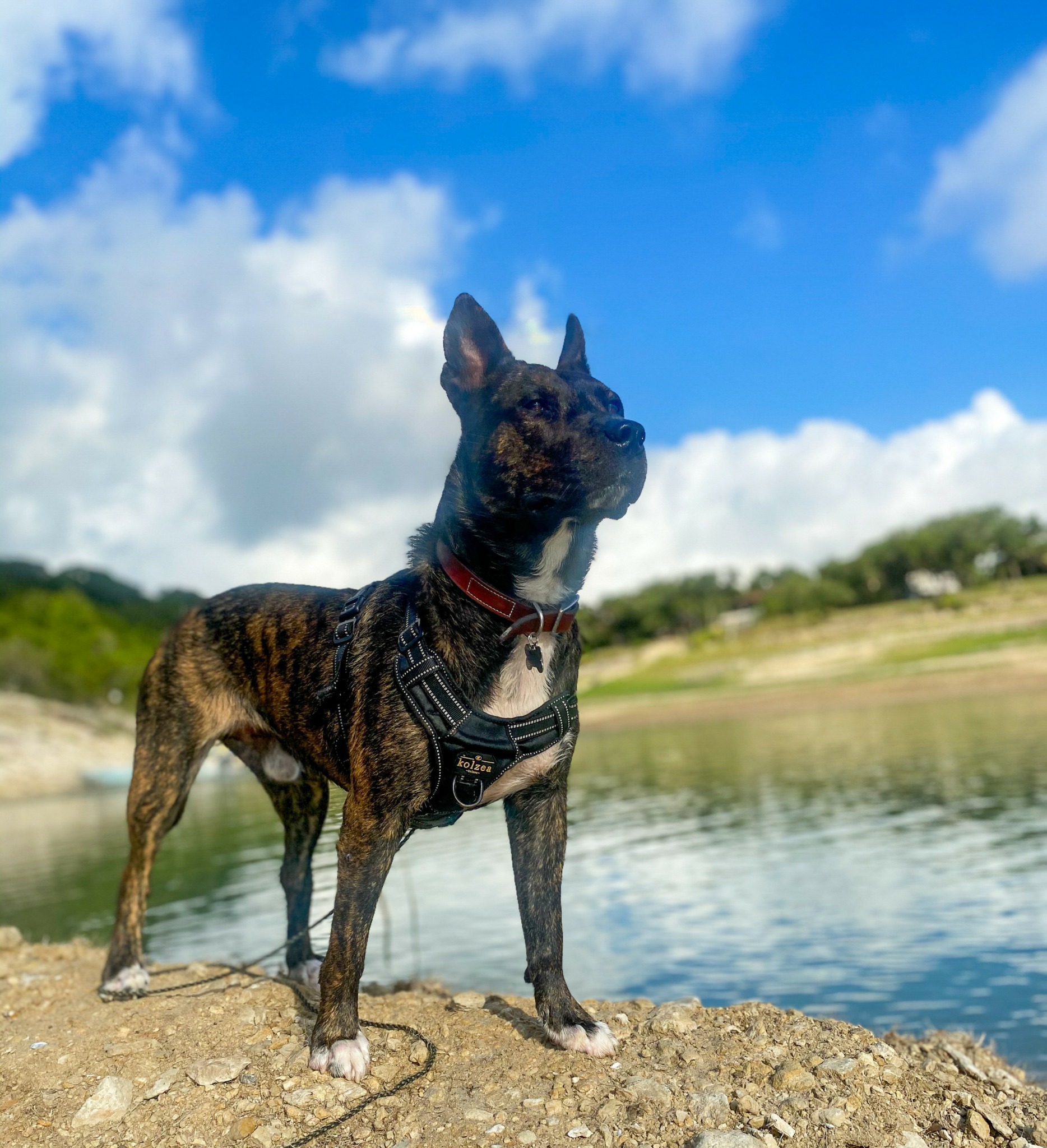 Brindle dog standing on rocky ground near water with blue sky and clouds in background.
