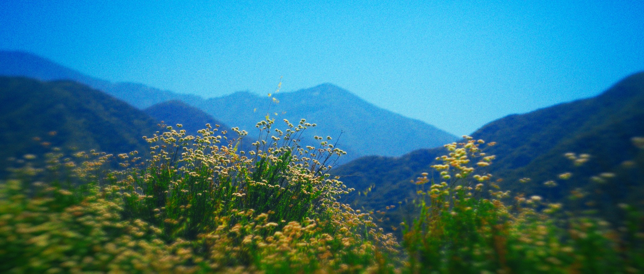Mountain range with blue sky and flowering plants in foreground.