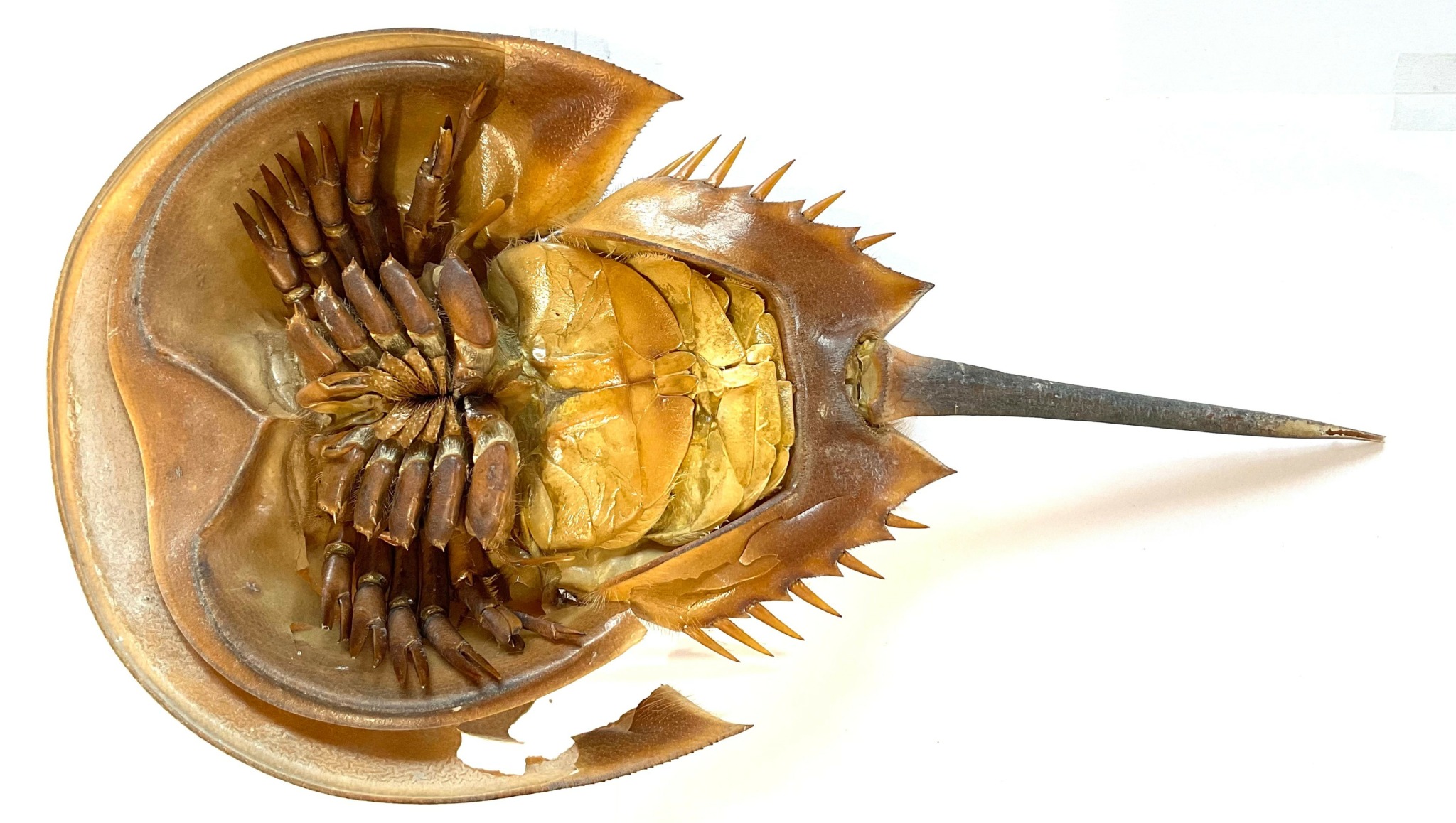 Close-up of a fossilized trilobite with detailed exoskeleton and segmented body.