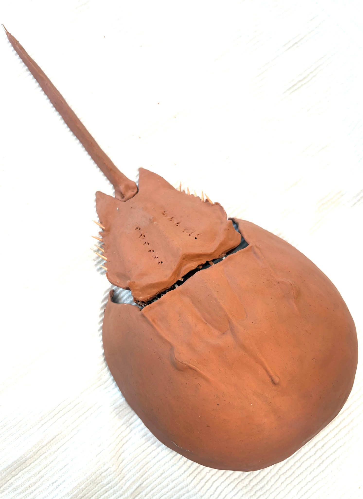 A large, round, brown object with a pointed, spiny extension on top, resembling a seed or pod.