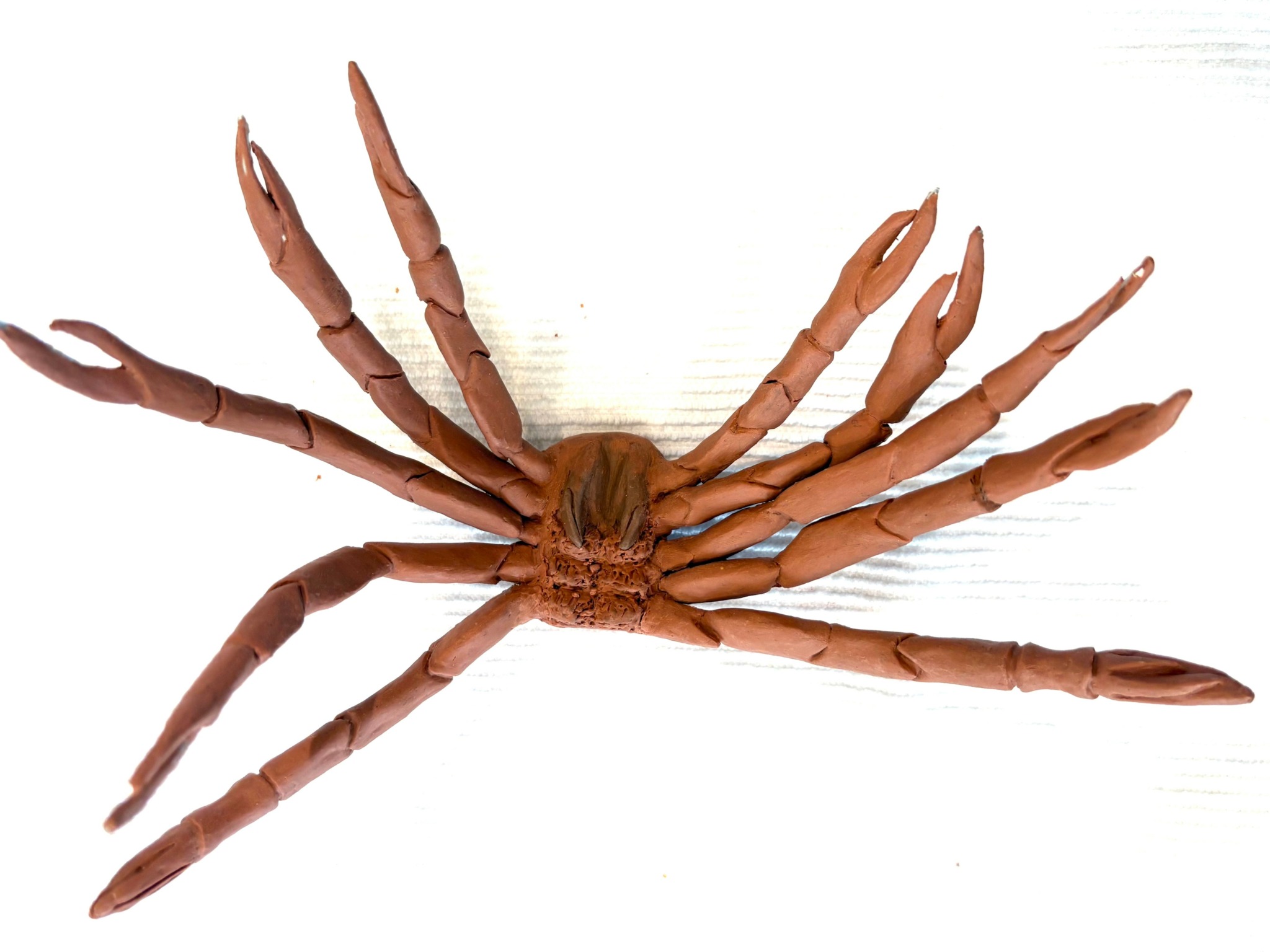 Spider with eight legs spread out, body in the center, on a white background.