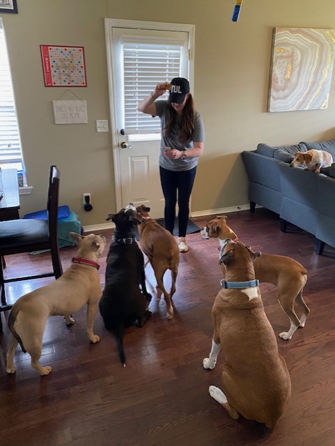 Person taking a photo in a room with five dogs, a sofa, and wall art, near a door with window blinds.