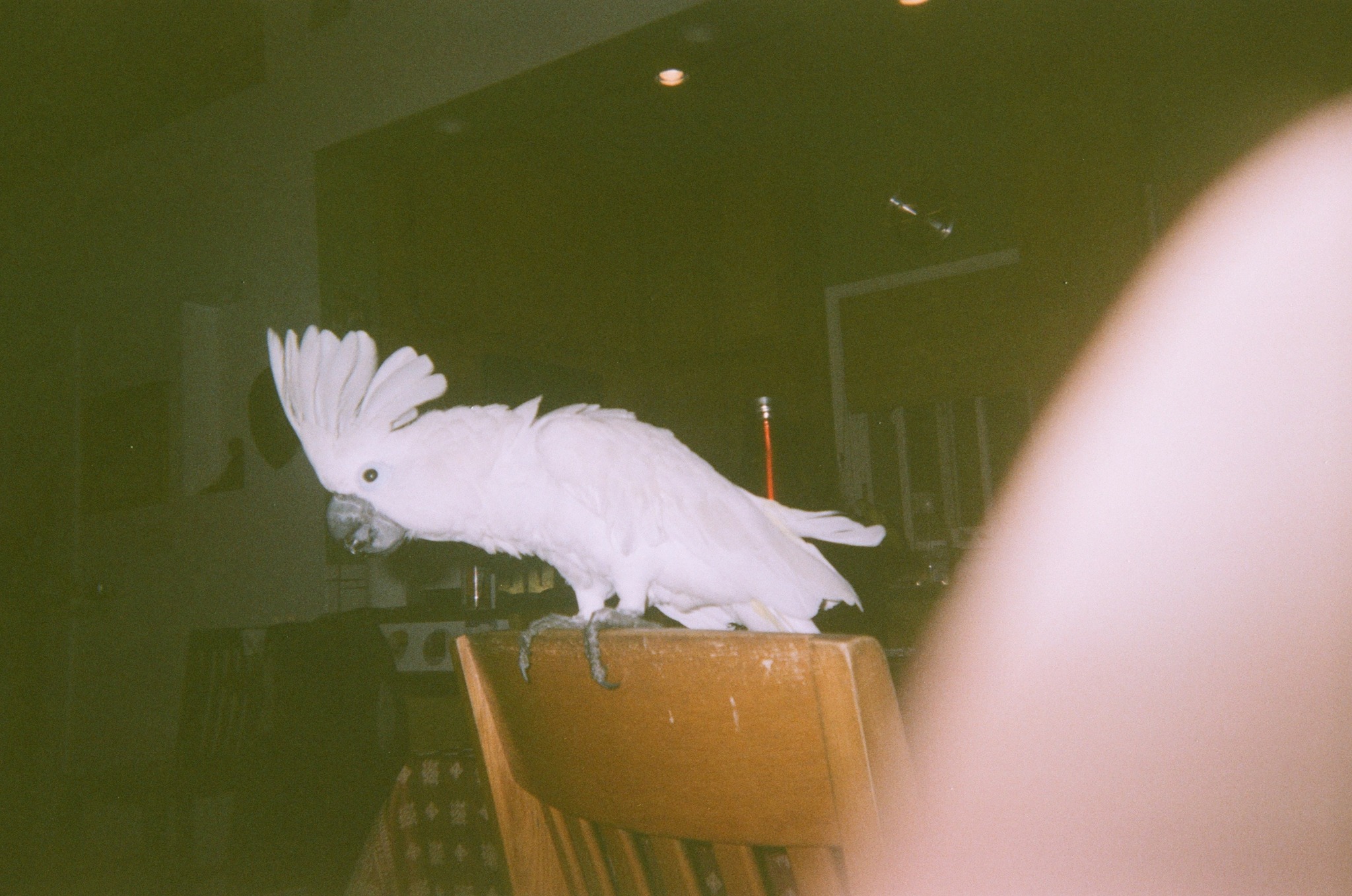 White cockatoo perched on a wooden chair, with a blurred background and a partial view of a person's arm.