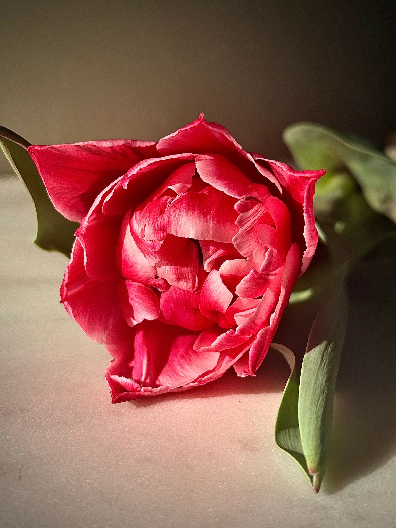 Red tulip with green leaves on a light surface, background blurred.